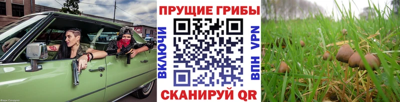 Псилоцибиновые грибы мицелий  Заполярный 